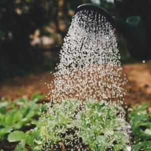 Tips voor een duurzame tuin